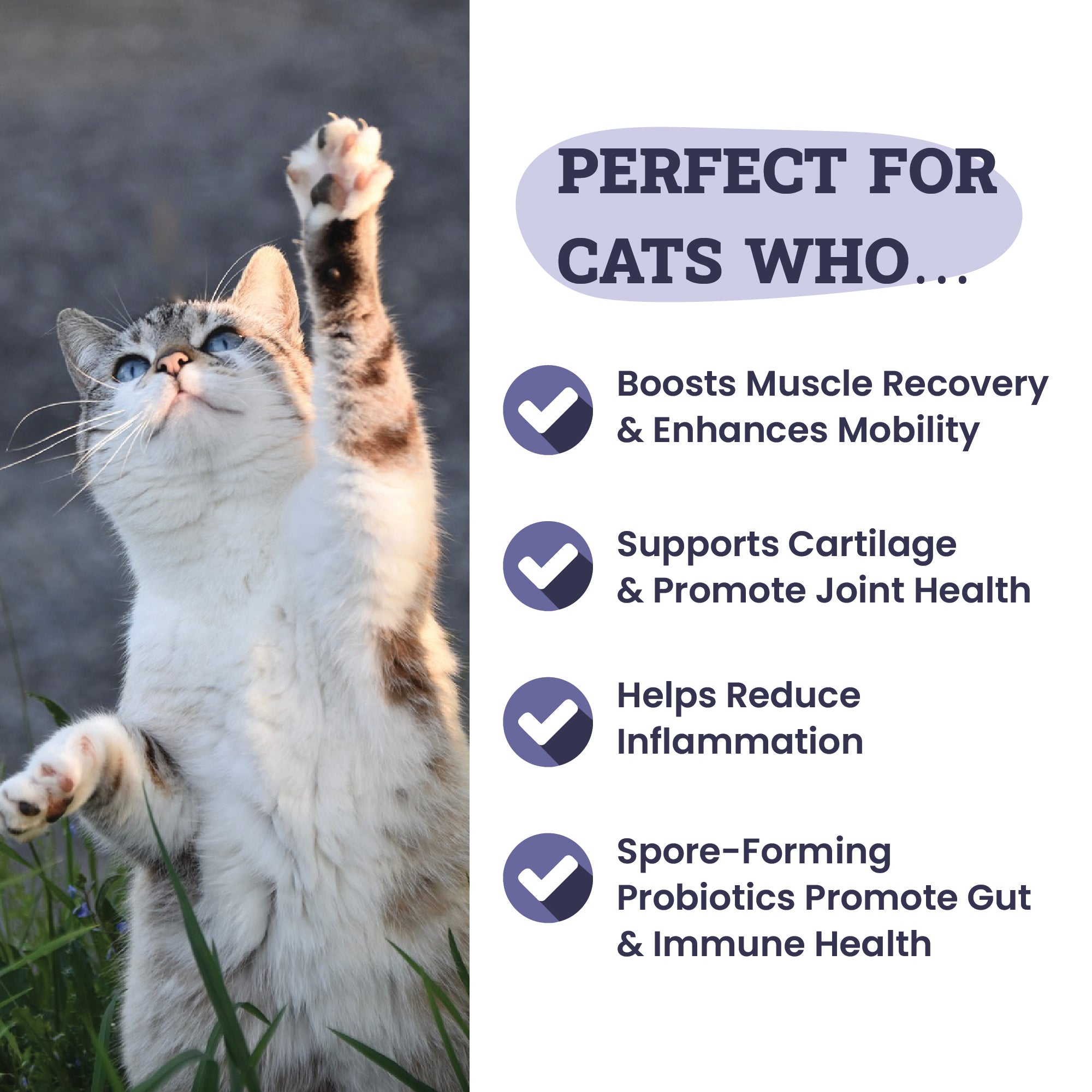 Artisanal Paws™ Joint & Hip Daily Powder Supplement for Cats, 3.8-oz