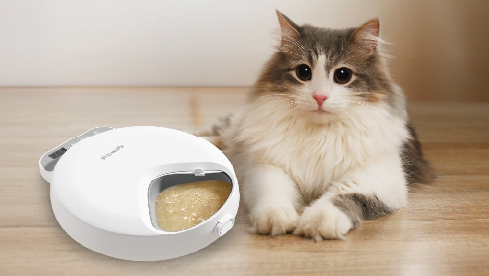 A fluffy cat sits beside a white automatic cat feeder containing wet food on a wooden surface.
