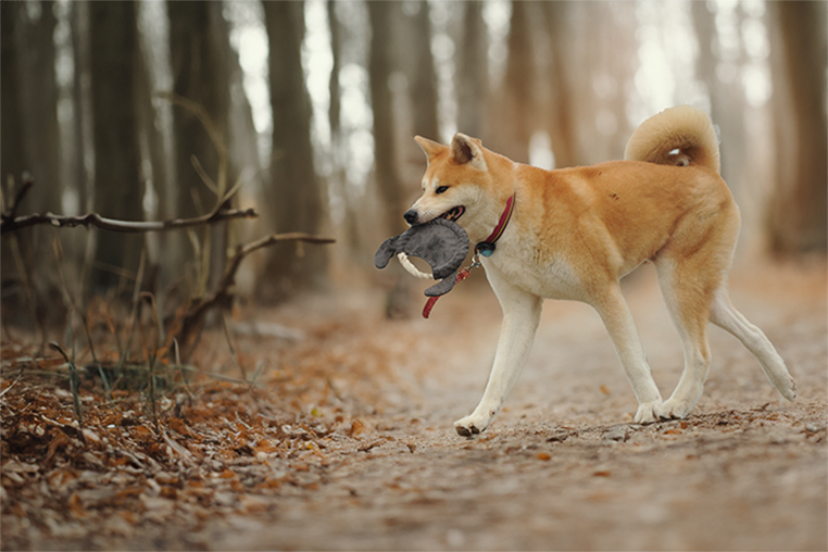 Frisbee pet toy environmentally conscious without compromising quality