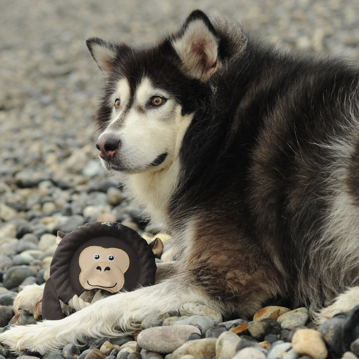 A husky lying on pebbles with a brown colored dog toy in front of its paws.