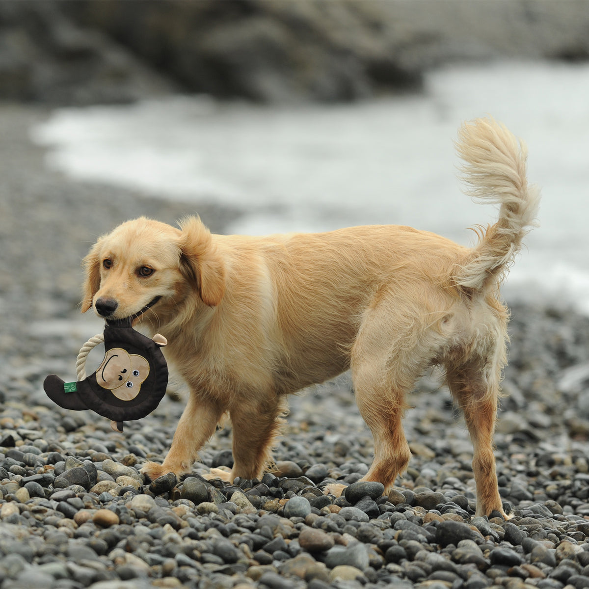 Golden dog holding a dog toy on a pebble beach.