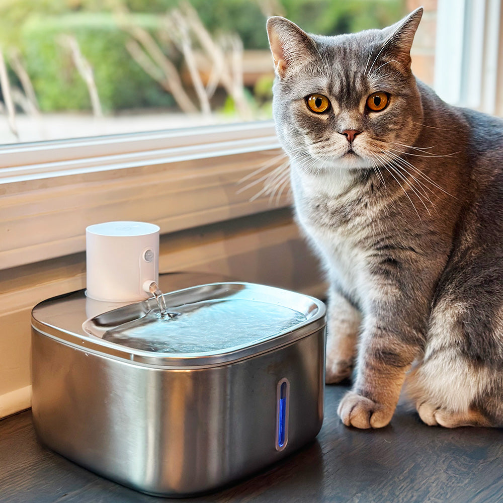 A gray cat beside a stainless steel pet water fountain by a window.