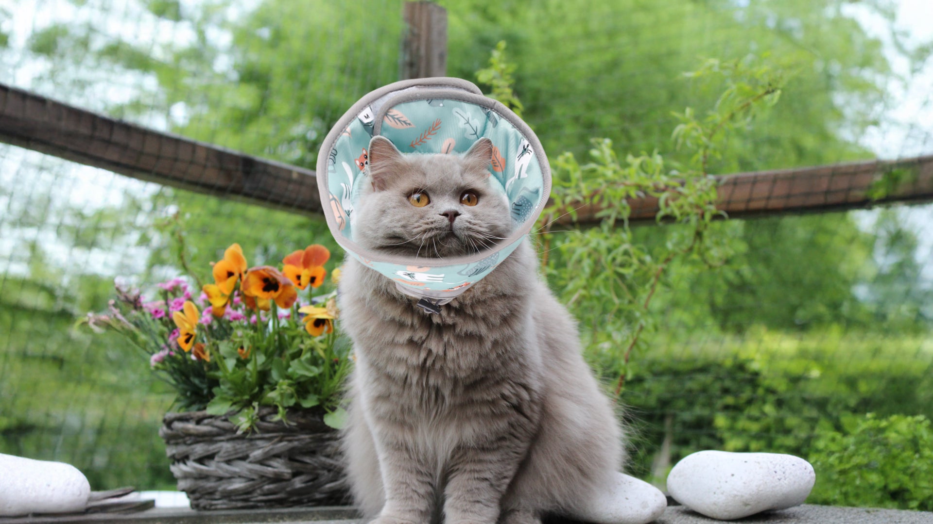A fluffy gray cat sits outdoors among vibrant flowers and green foliage, wearing a colorful cat cone.