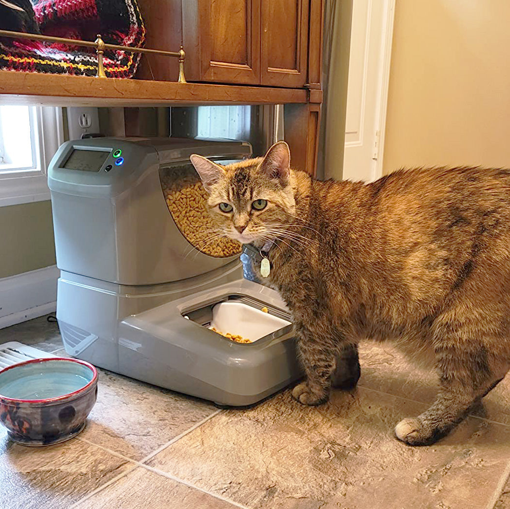Tabby cat beside an automatic cat feeder, with a bowl in front, looking at the camera.