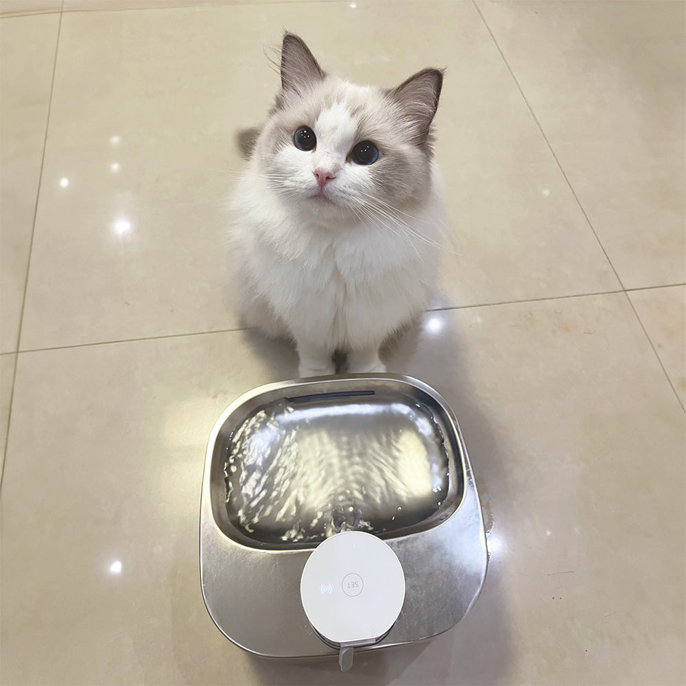 A Ragdoll cat sitting behind a cat water fountain on a tiled floor.