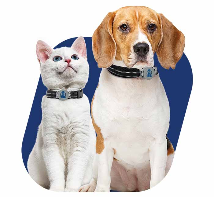 cat and dog wearing the portionpro rx rfid tag 