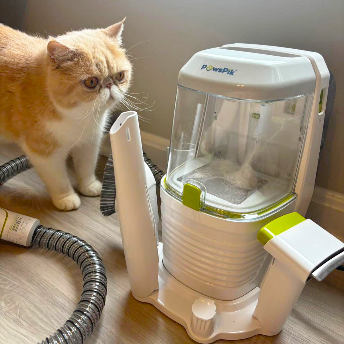 An orange Persian cat curiously observing the best pet vacuum grooming kit by PawsPik.