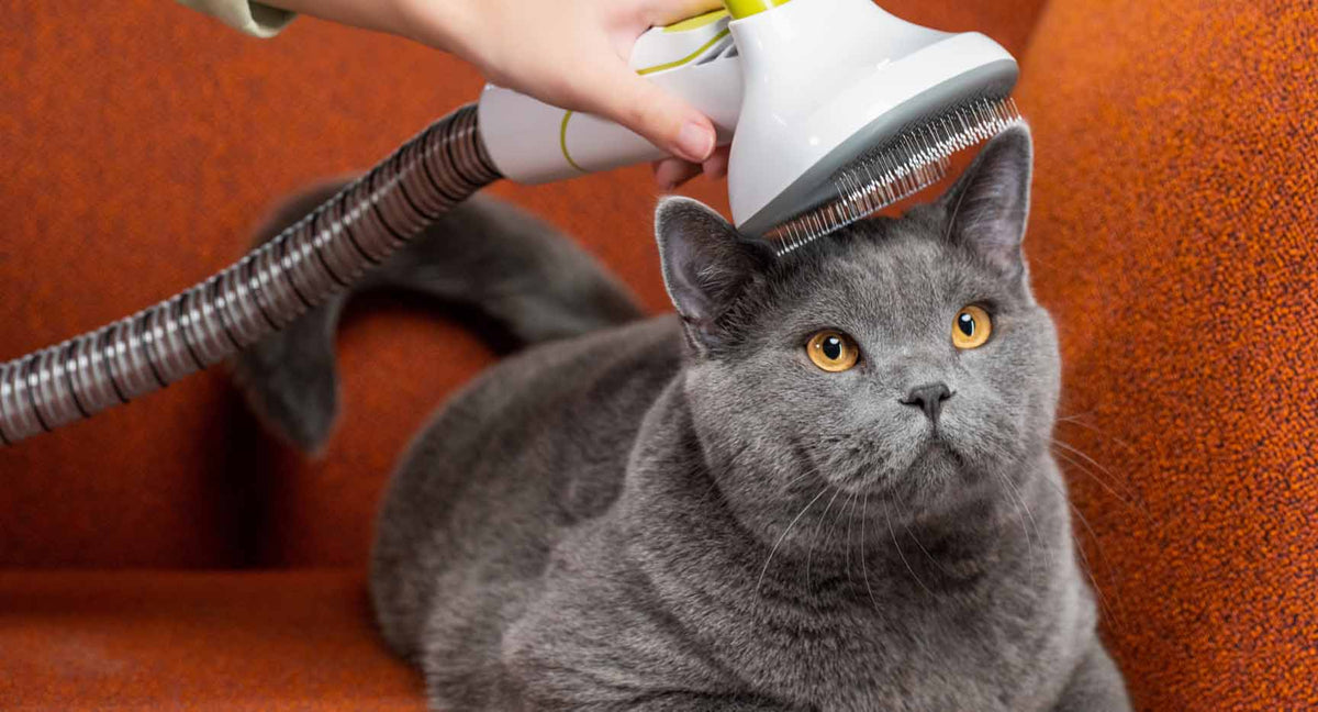 cat enjoying the calm and quiet brushing of the groomingpro rx pet grooming kit