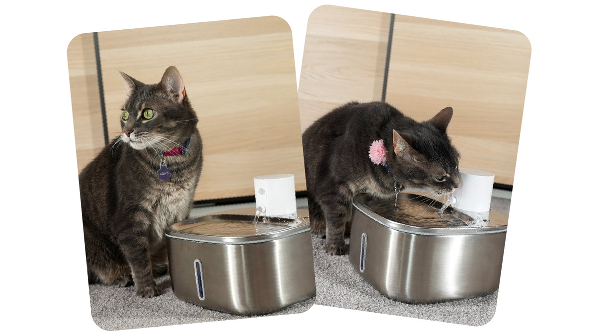 Two images of a cat looking at and drinking from a pet water fountain by Pawspik.