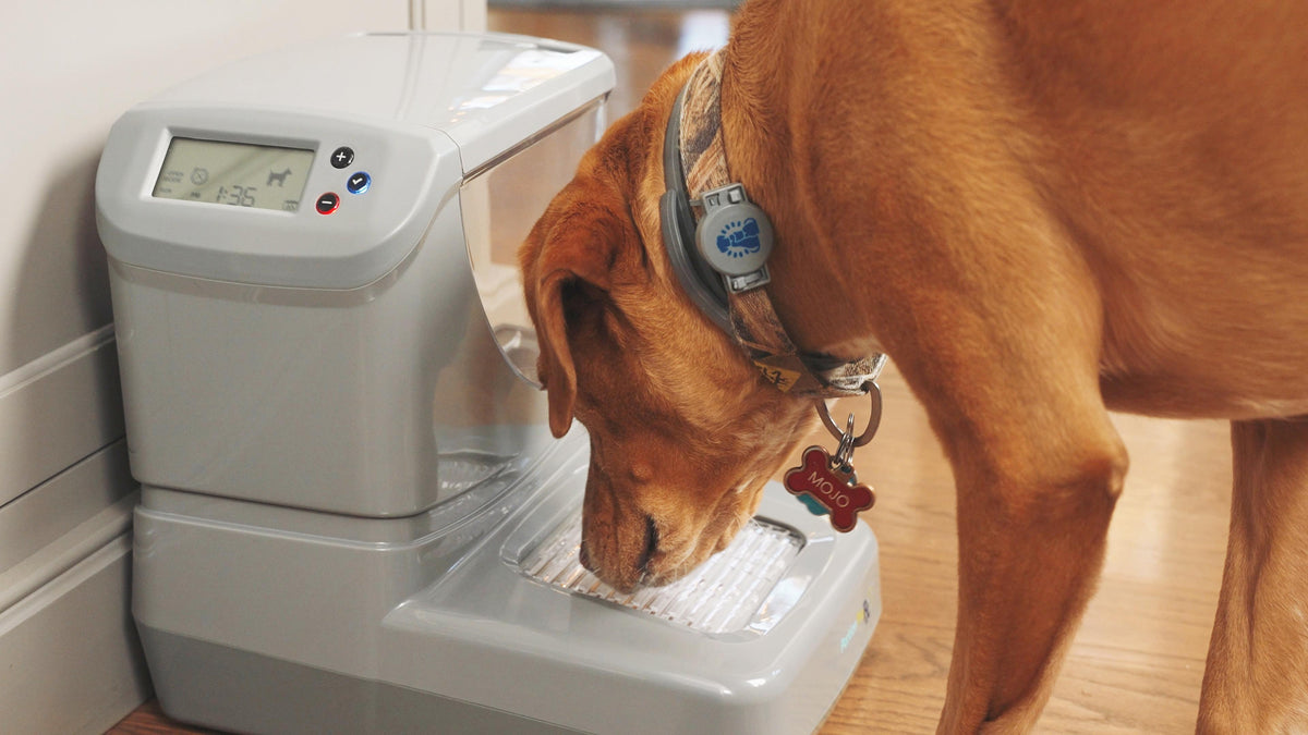 dog approaching the rfid pet feeder but gets denied food because it is not assigned to the portionpro rx dog feeder