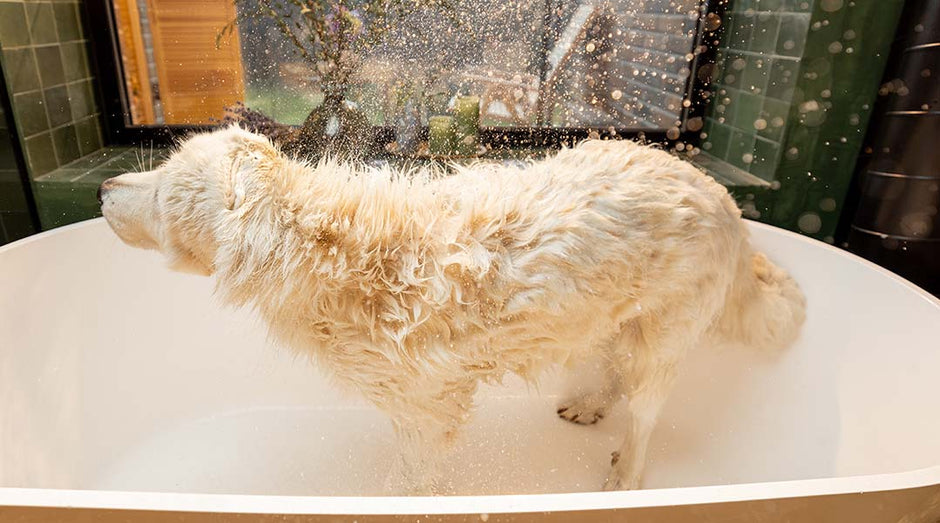 dog in a tub shaking off excess water before grooming session