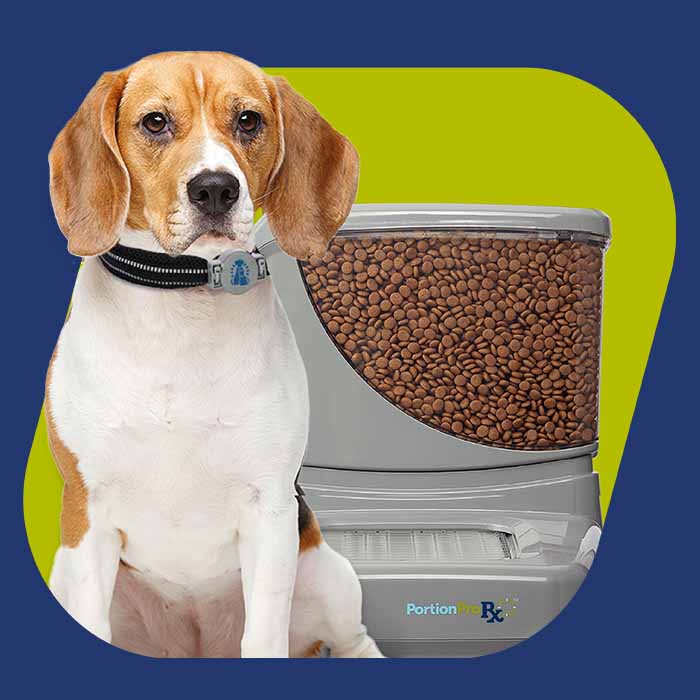dog with assigned pet feeder and RFID tag on collar