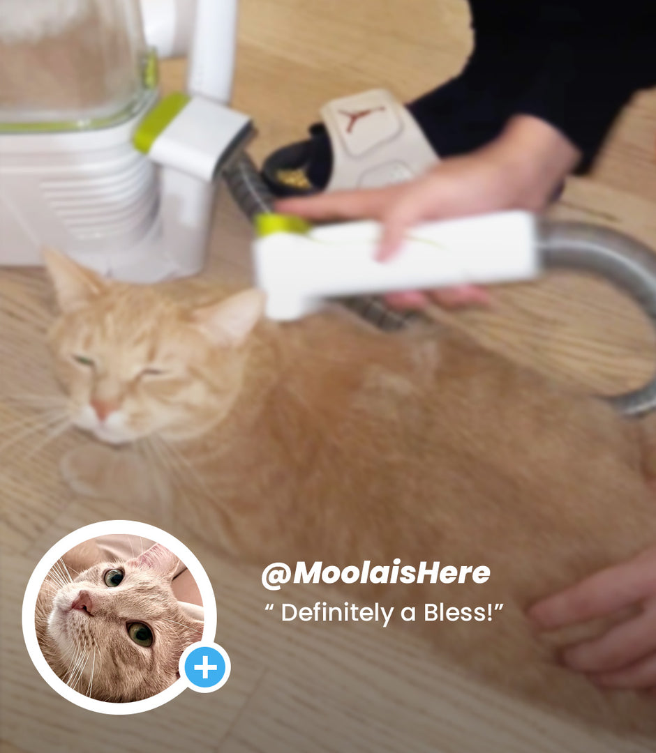 influencer using the grooming pro rx on their cat for grooming purposes