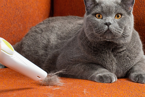 A fluffy grey cat lying next to a cleaning nozzle on an orange sofa.