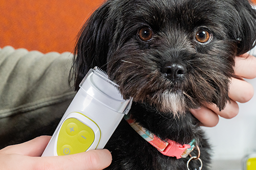 A close-up of a small black dog with expressive eyes being groomed with dog clippers held by a person.
