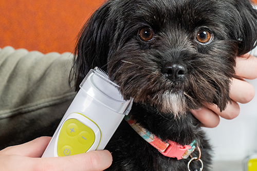 pet getting hair clipped using the pet clipper