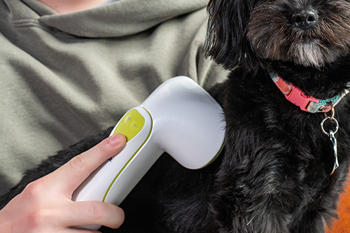 dog getting brushed with a curry comb