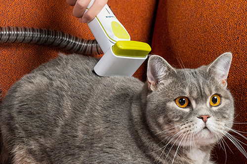 PawsPik pet vacuum cleaner is being used on a grey and white cat with bright orange eyes.