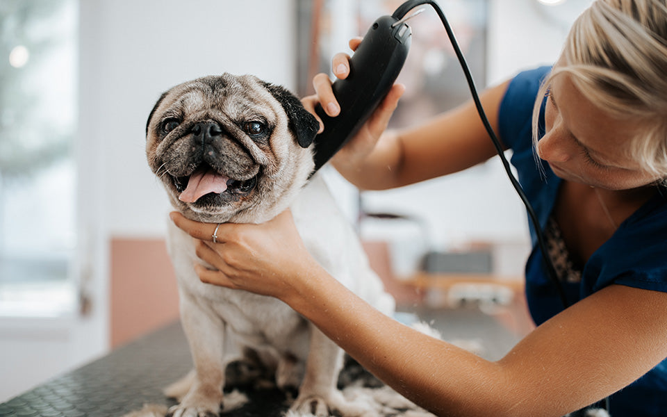dog getting a haircut from a professional groomer