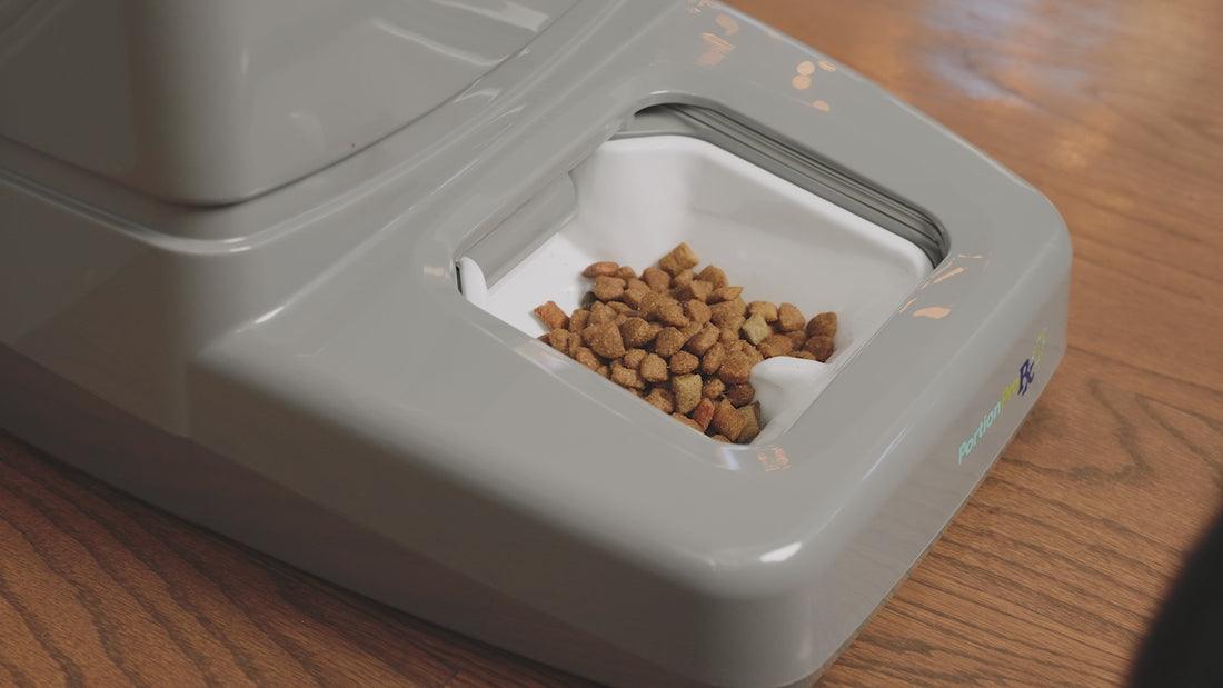 Does this Automatic Pet Feeder Really Work? 