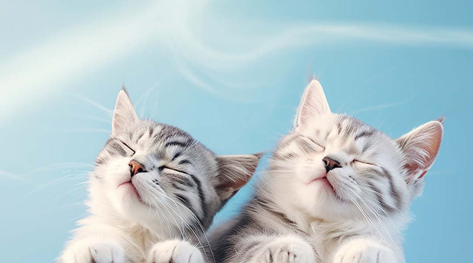 two cats relaxing and falling asleep