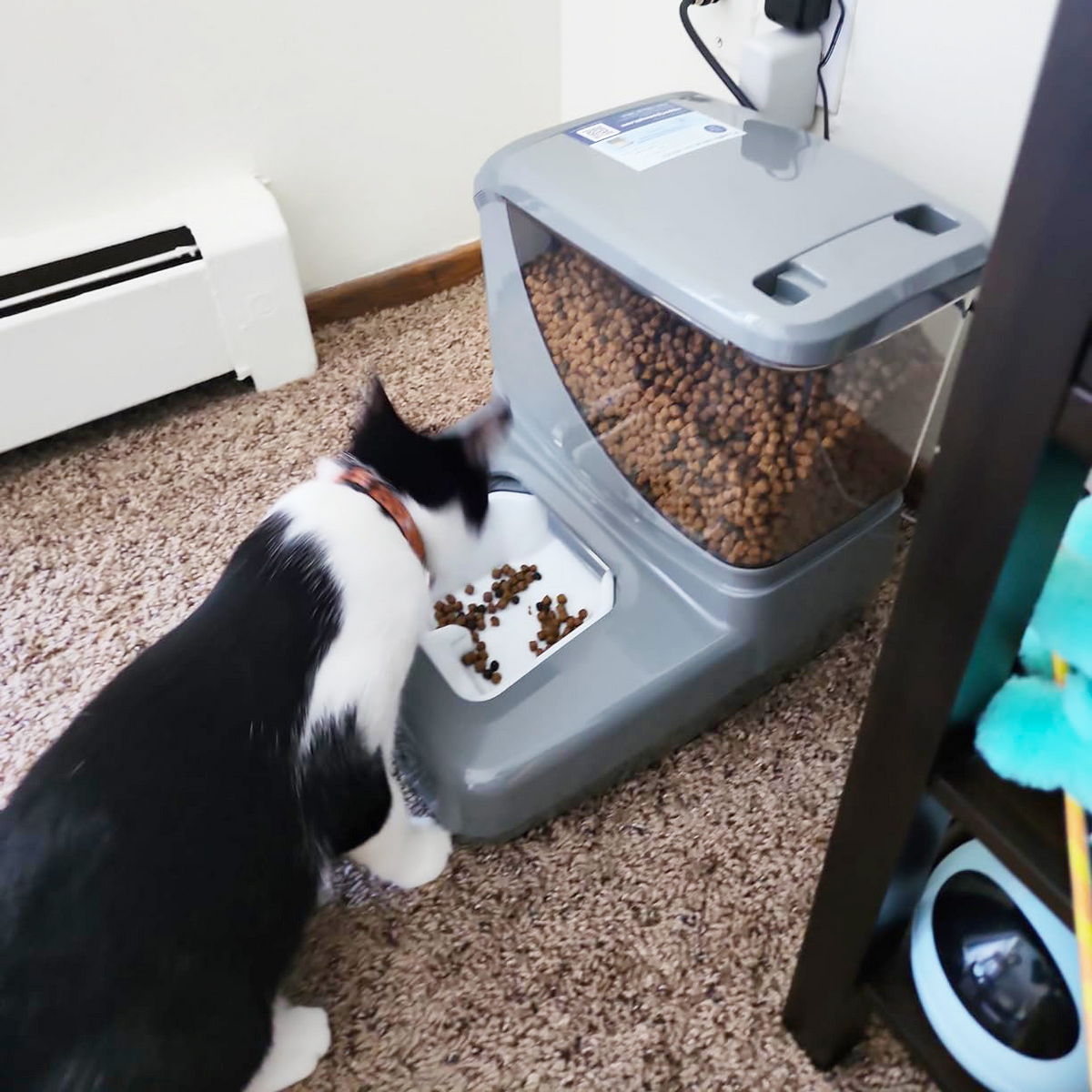 A cat is eating from an automatic cat feeder by PawsPik.