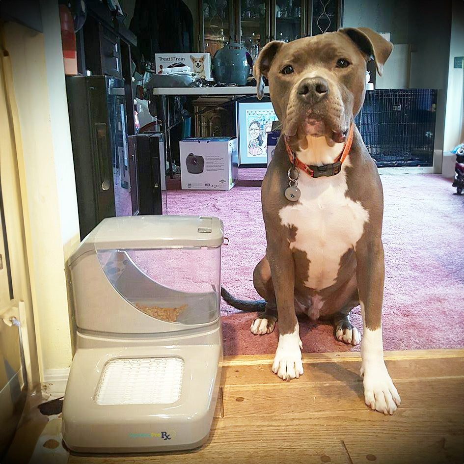 A brown and white dog sitting calmly next to PawsPik automatic dog feeder.